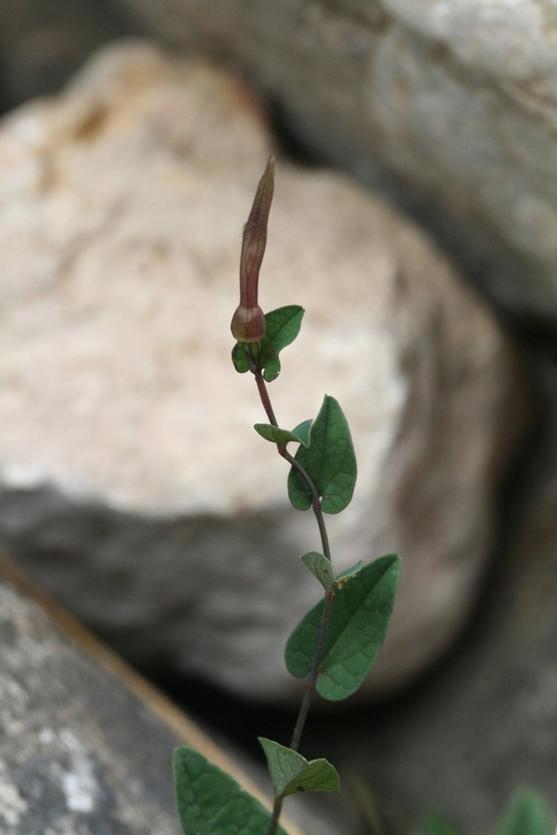 Aristolochia bianorii photo 7