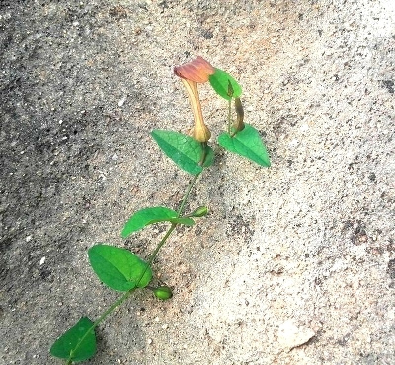 Aristolochia bianorii photo 8