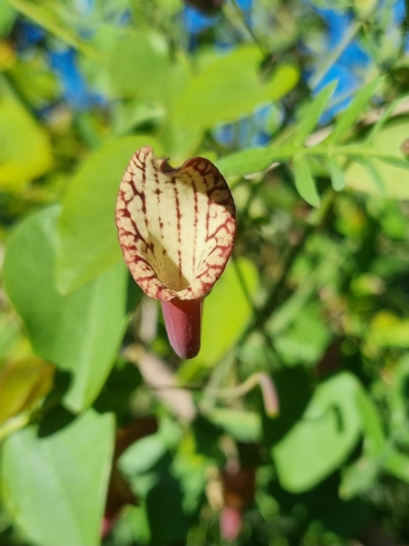 Aristolochia bicolor