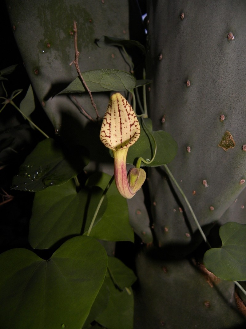 Aristolochia bicolor photo 2