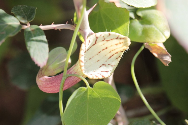 Aristolochia bicolor photo 3