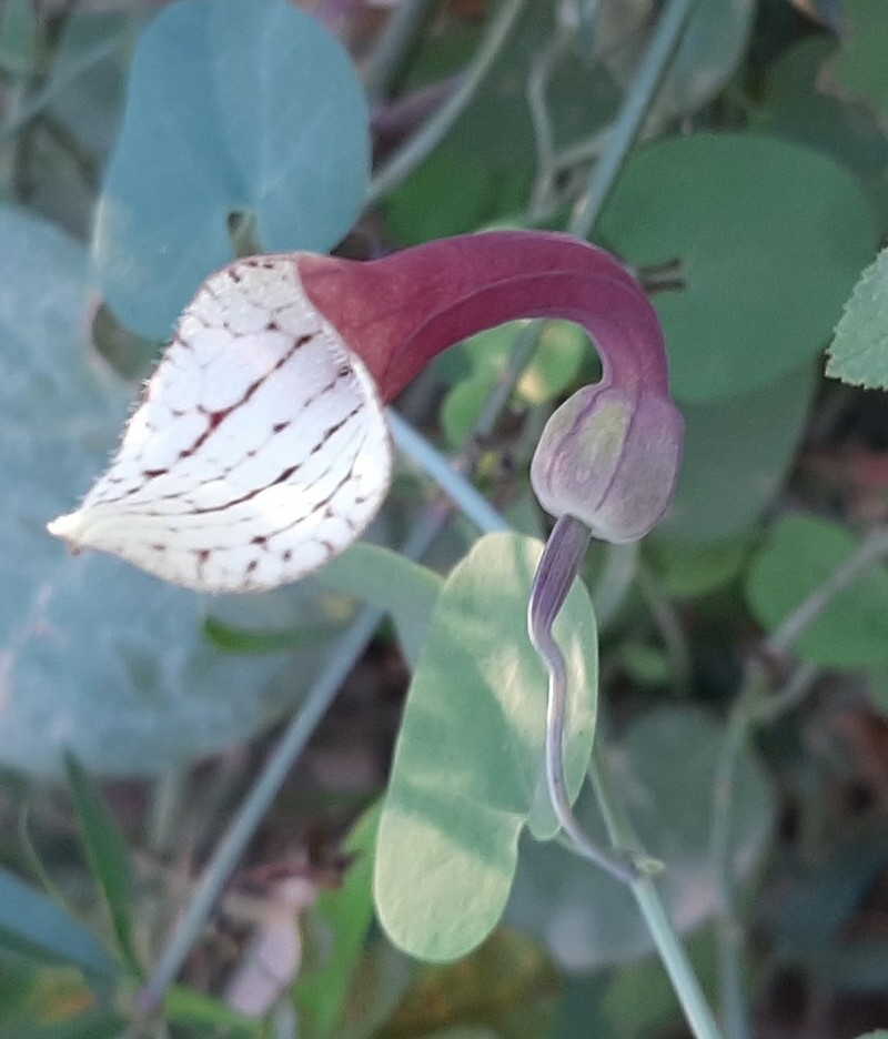 Aristolochia bicolor photo 4