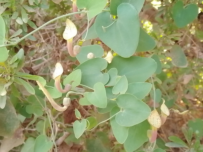 Aristolochia bicolor photo 5