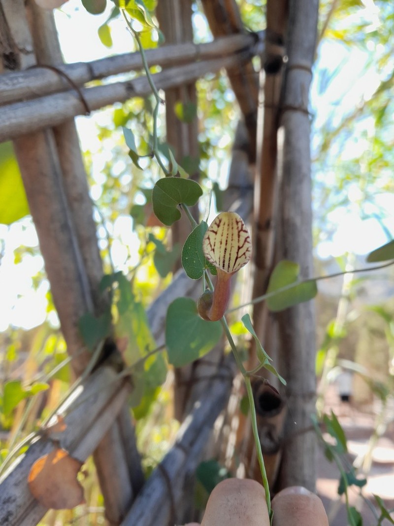 Aristolochia bicolor photo 6