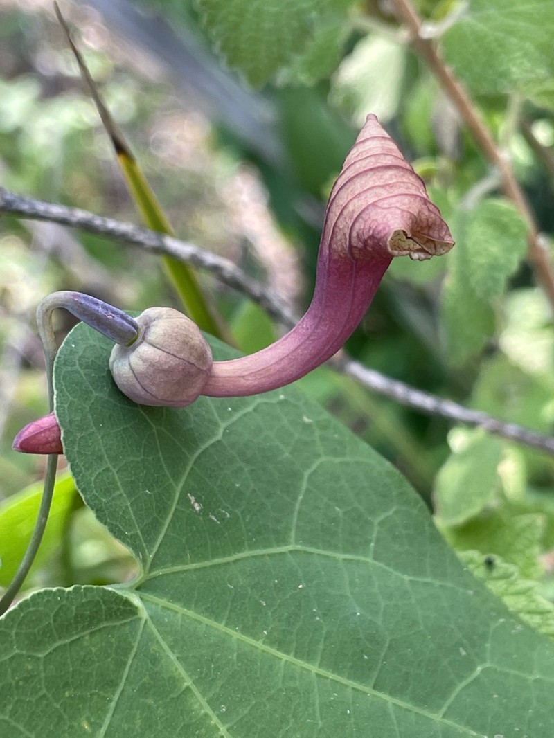 Aristolochia bicolor photo 7
