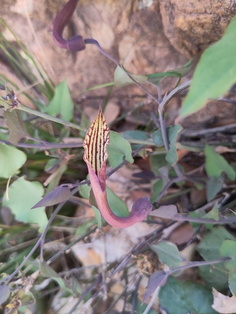 Aristolochia bicolor photo 8