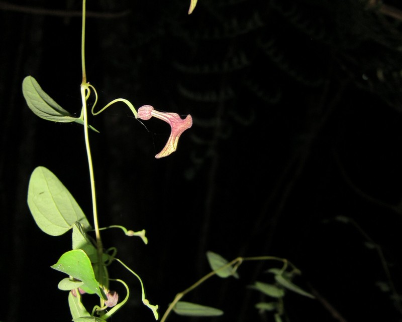 West Indian Dutchman's Pipe photo 3