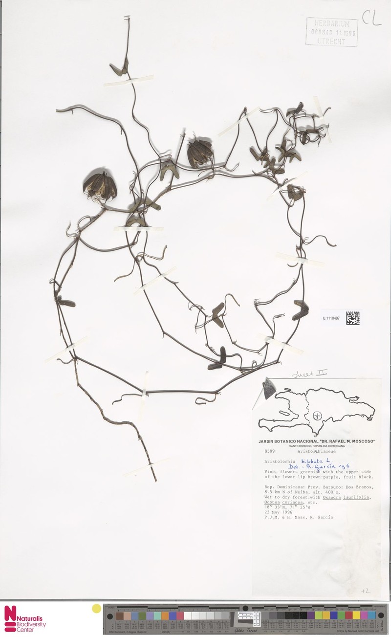 West Indian Dutchman's Pipe photo 5