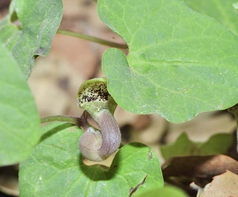 Aristolochia billardieri