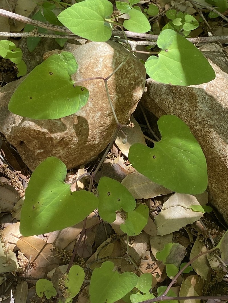 Aristolochia billardieri photo 2