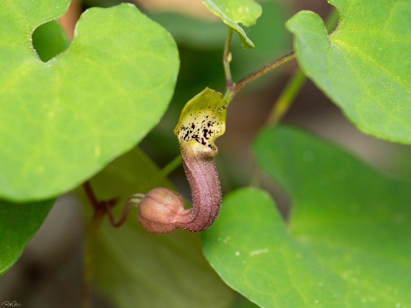 Aristolochia billardieri photo 3
