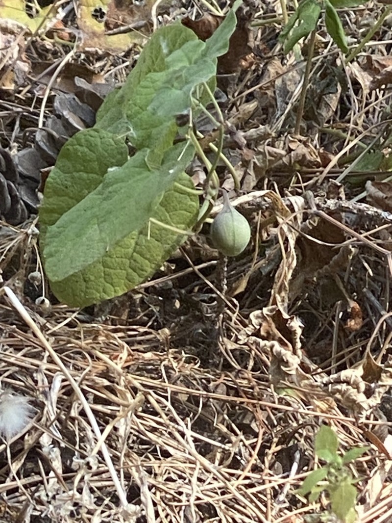 Aristolochia billardieri photo 4