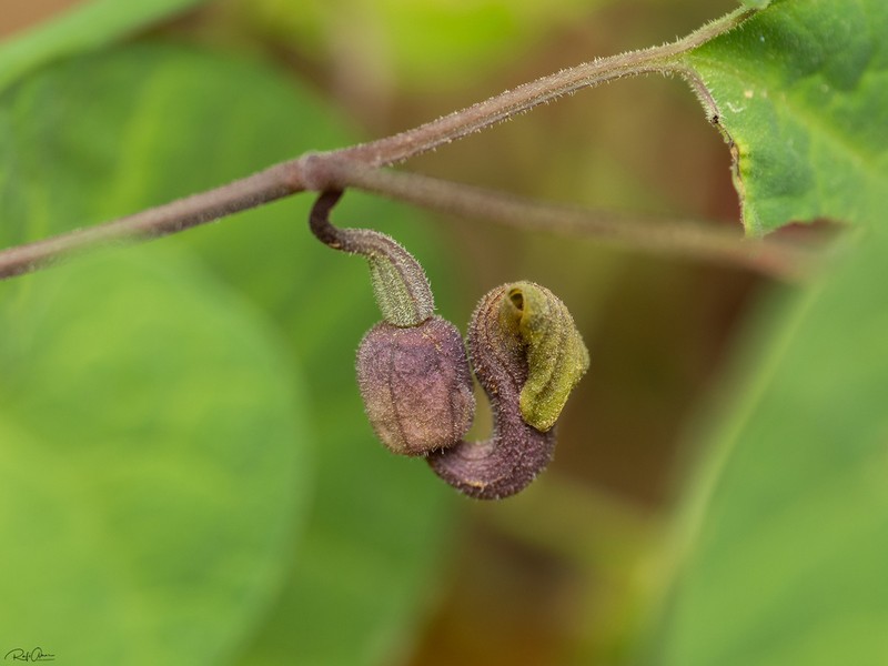 Aristolochia billardieri photo 5