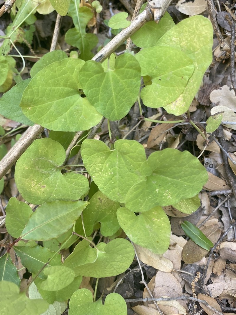 Aristolochia billardieri photo 6