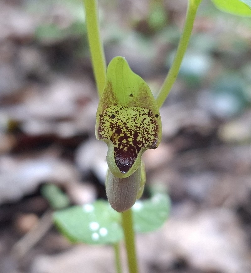 Aristolochia billardieri photo 7