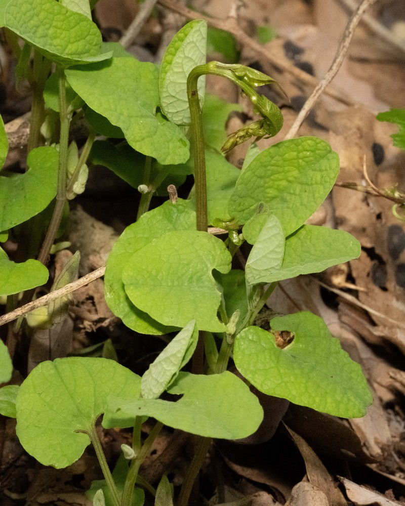 Aristolochia billardieri photo 8