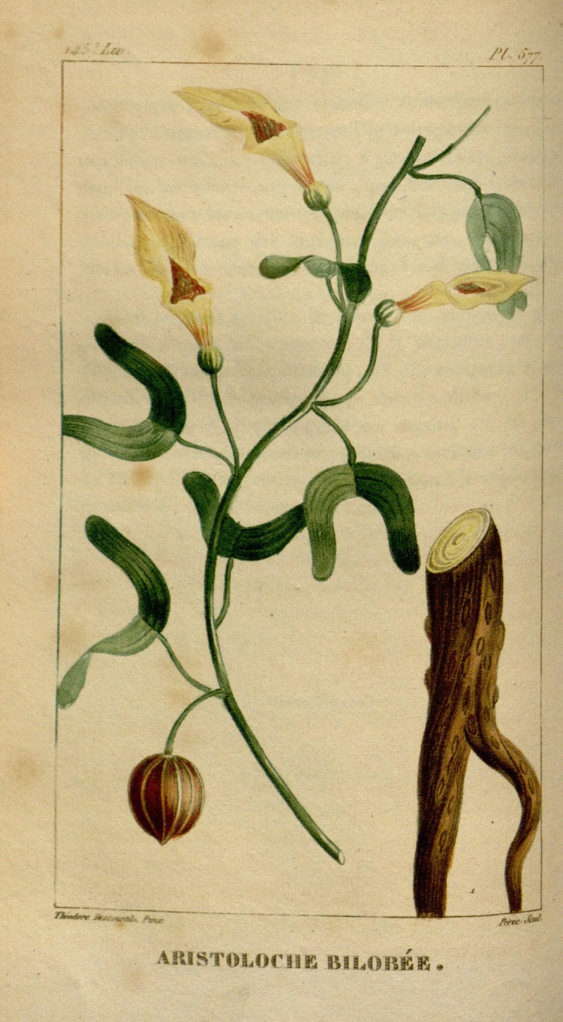 Twolobe Dutchman's Pipe