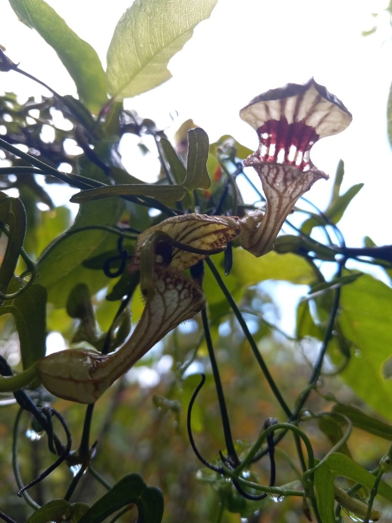 Twolobe Dutchman's Pipe