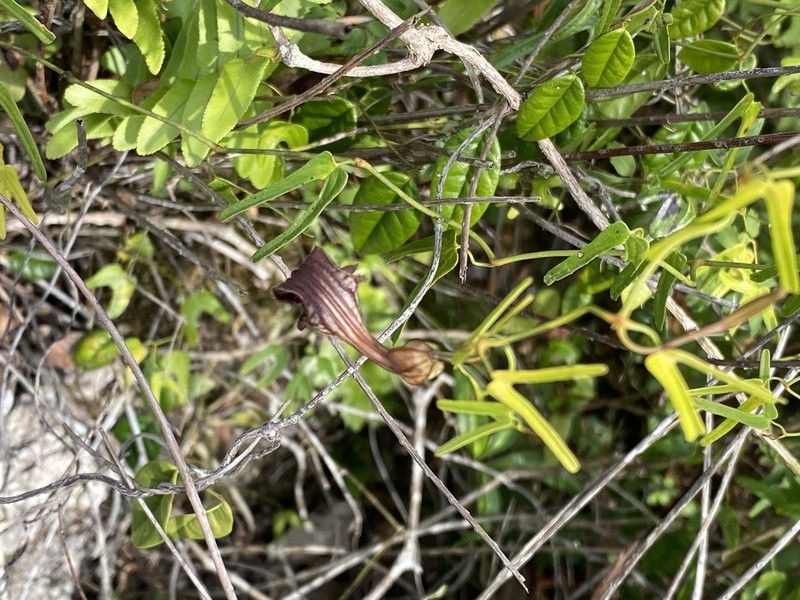 Twolobe Dutchman's Pipe photo 2