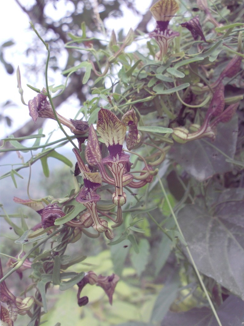 Twolobe Dutchman's Pipe photo 3