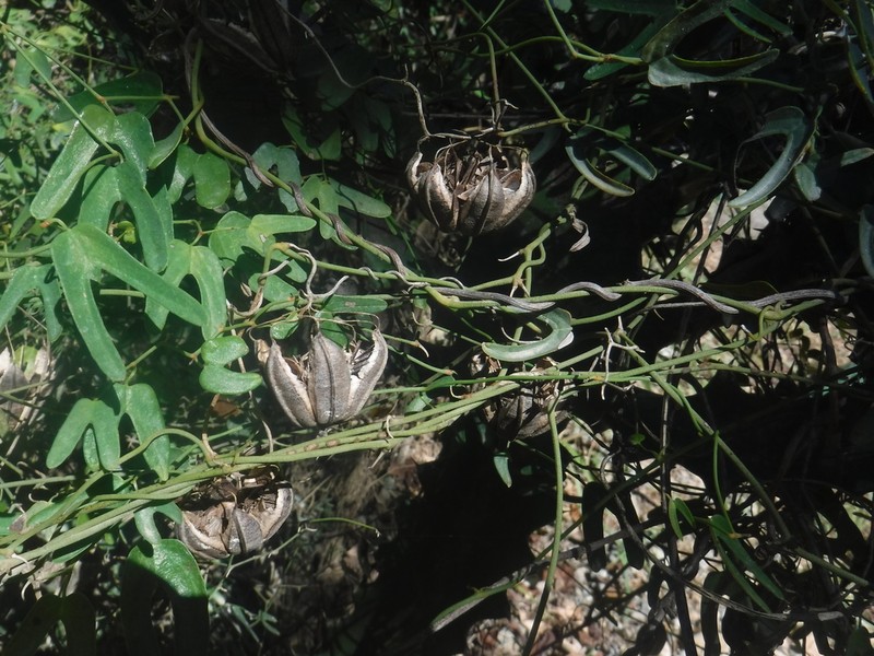 Twolobe Dutchman's Pipe photo 5
