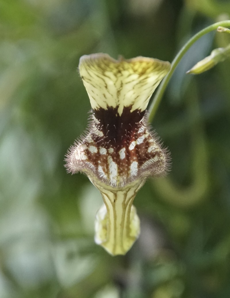 Twolobe Dutchman's Pipe photo 8