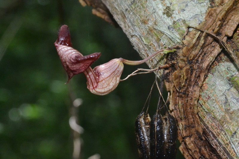 Aristolochia birostris