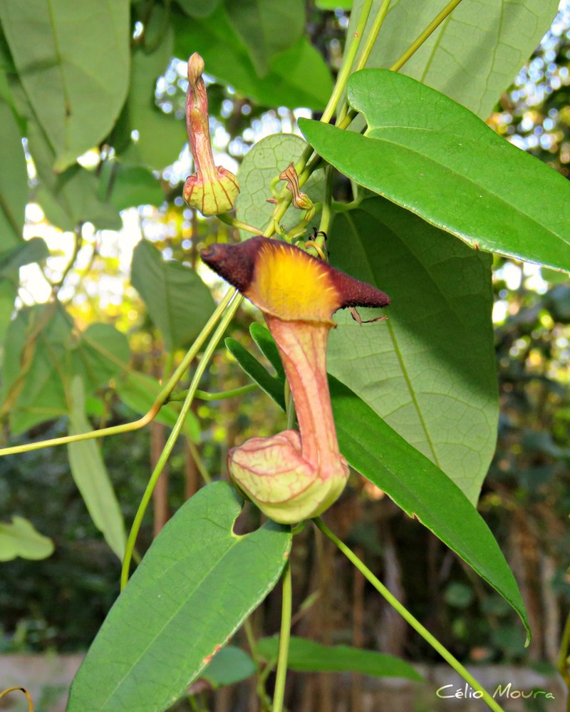 Aristolochia birostris photo 2