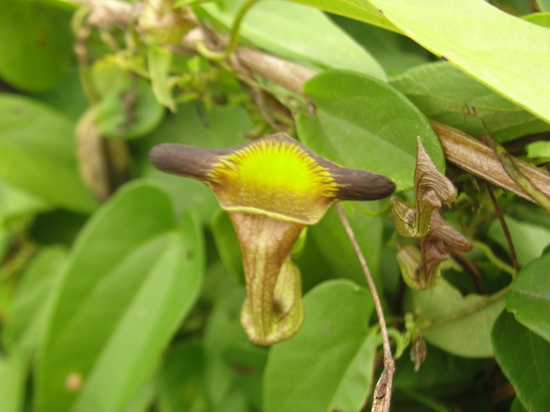 Aristolochia birostris photo 3