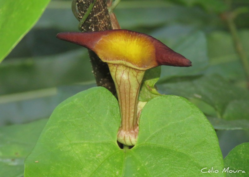 Aristolochia birostris photo 4