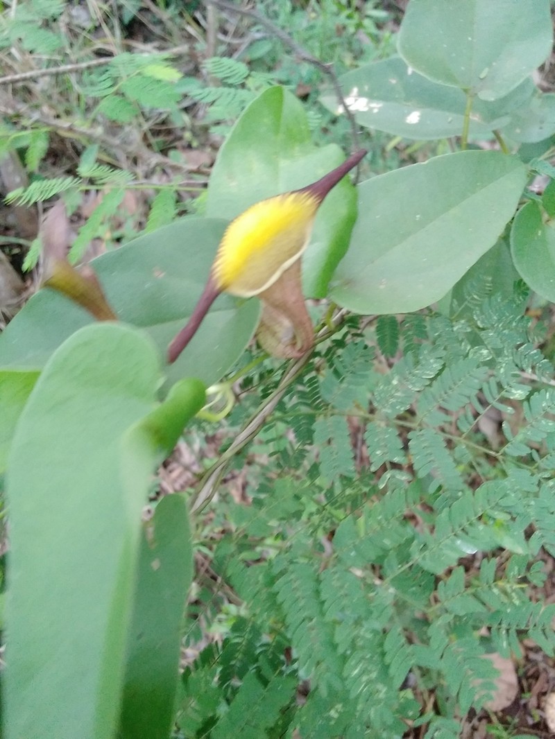Aristolochia birostris photo 5