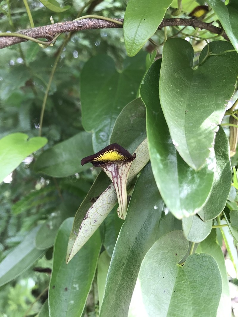 Aristolochia birostris photo 6