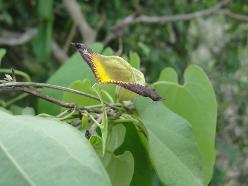 Aristolochia birostris photo 7