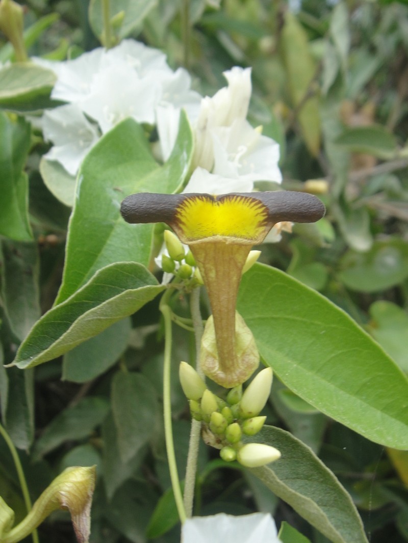 Aristolochia birostris photo 8