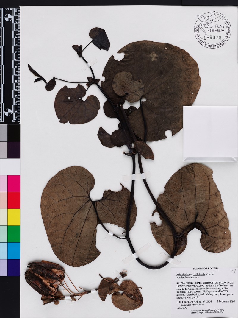 Aristolochia boliviensis photo 2
