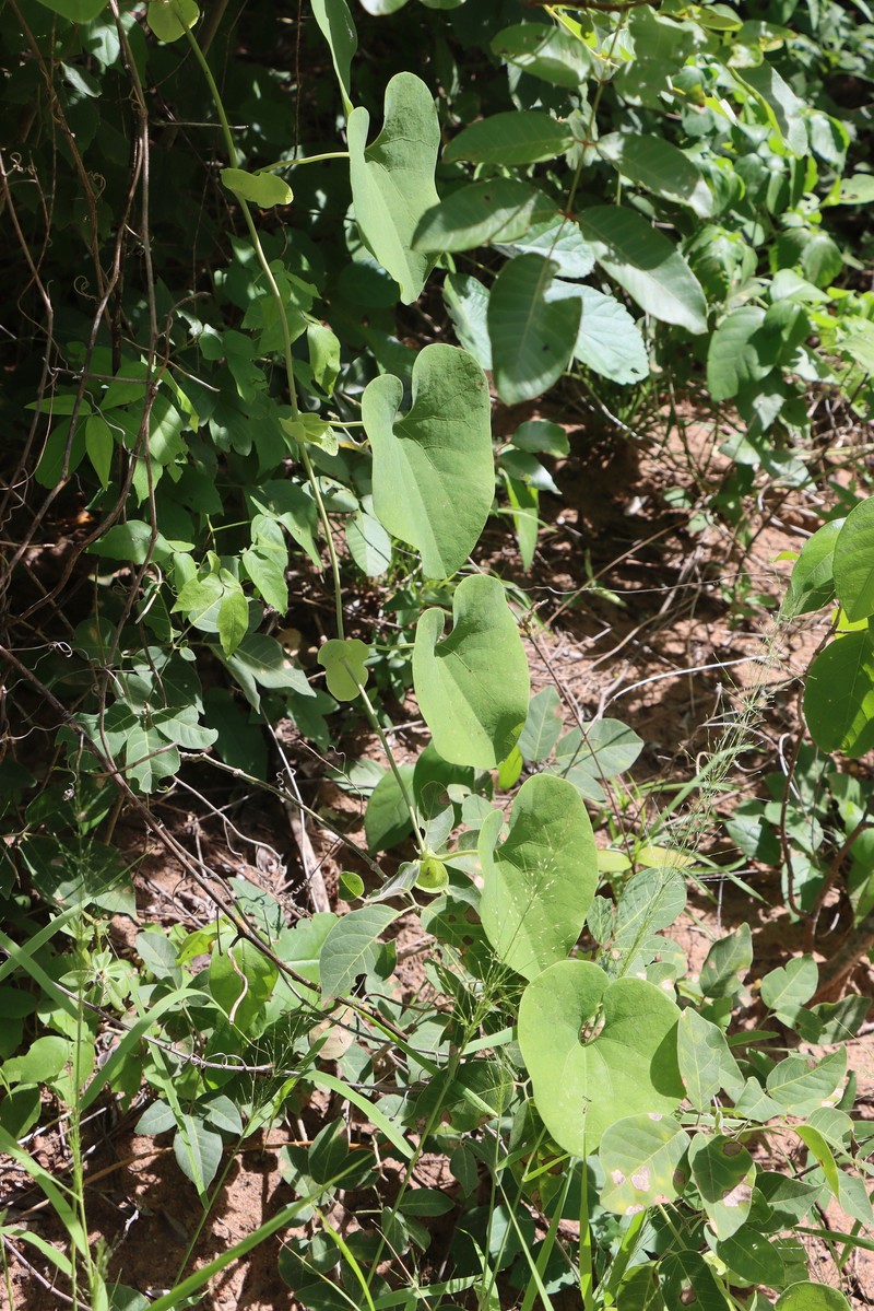 Aristolochia boliviensis photo 3
