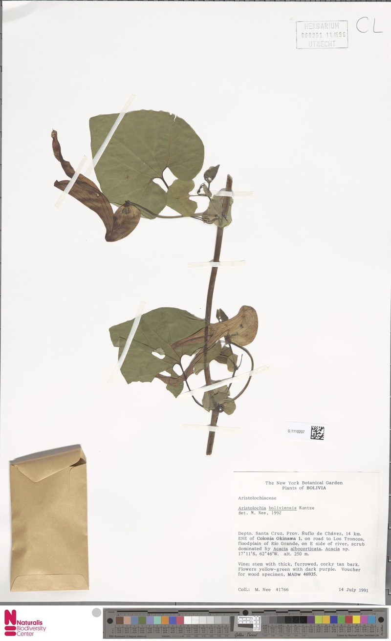 Aristolochia boliviensis photo 4