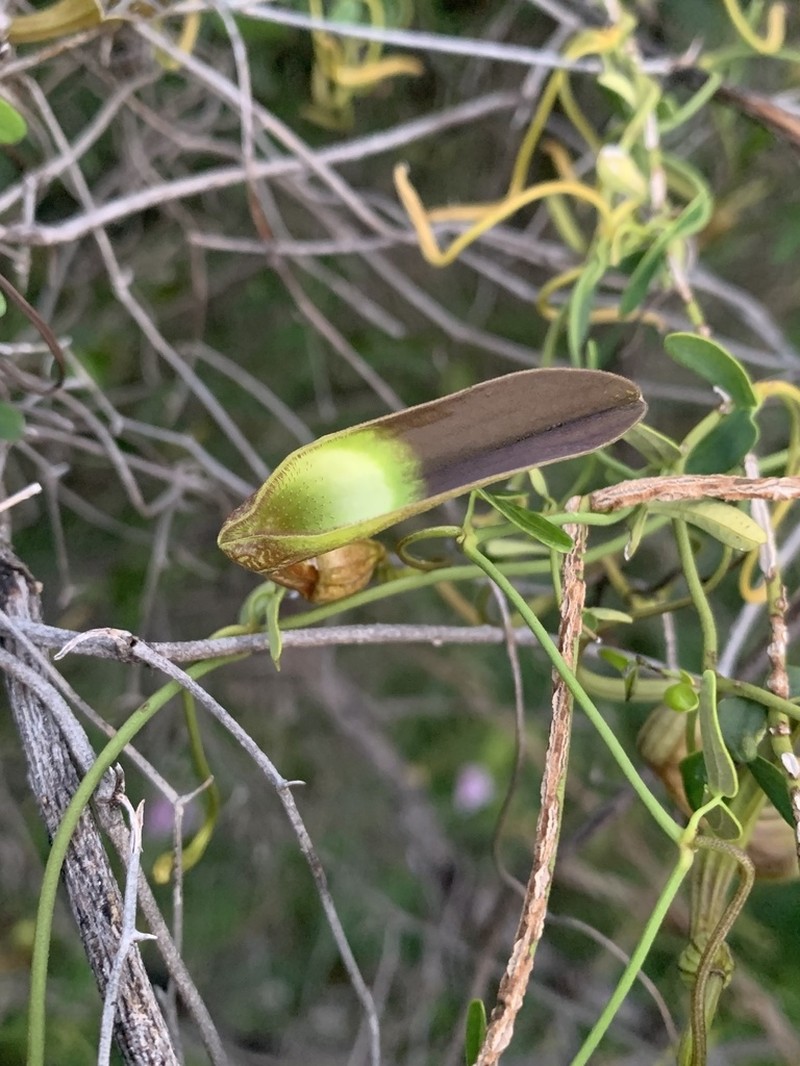 Aristolochia bonettiana