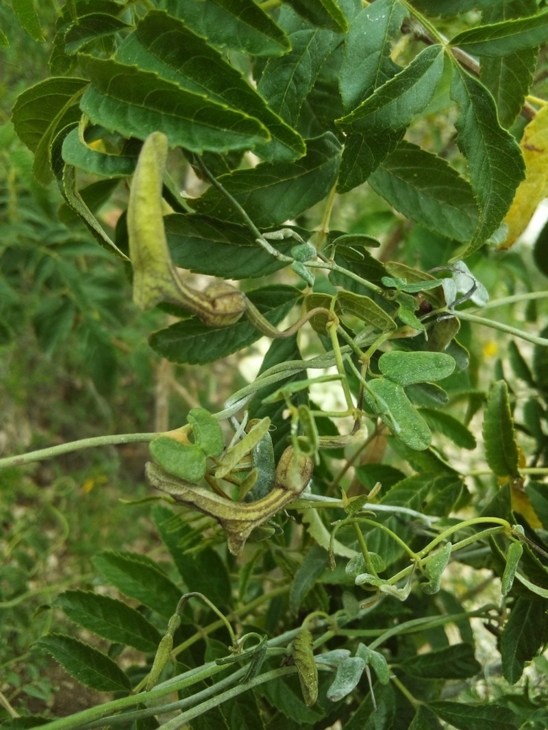 Aristolochia bonettiana photo 2