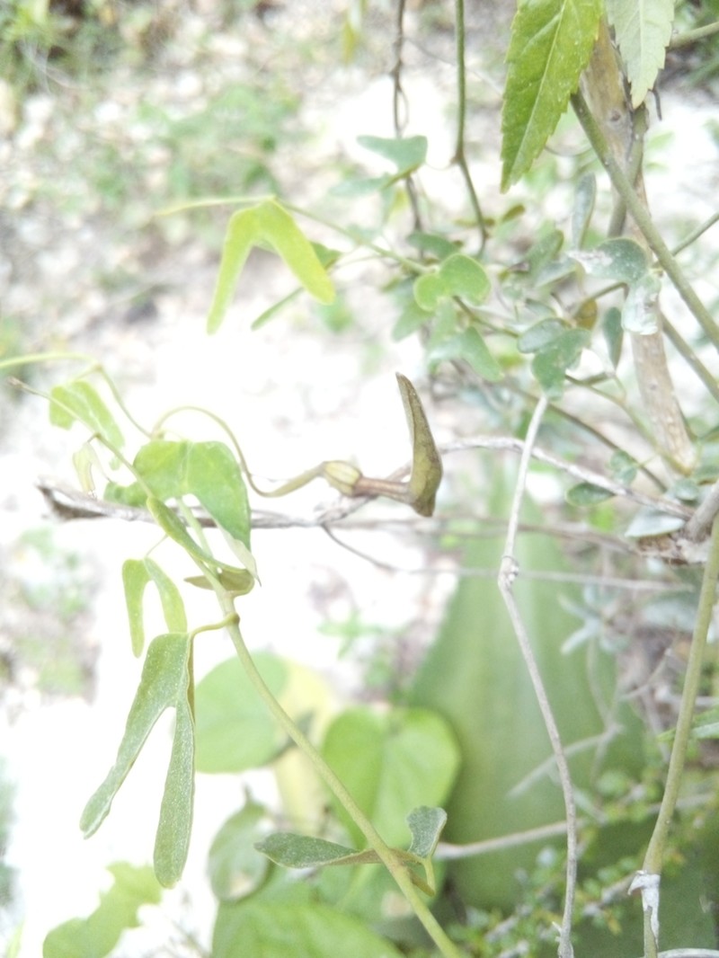 Aristolochia bonettiana photo 4