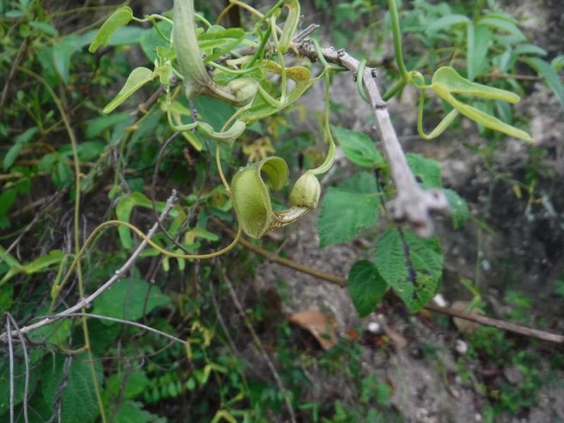 Aristolochia bonettiana photo 5