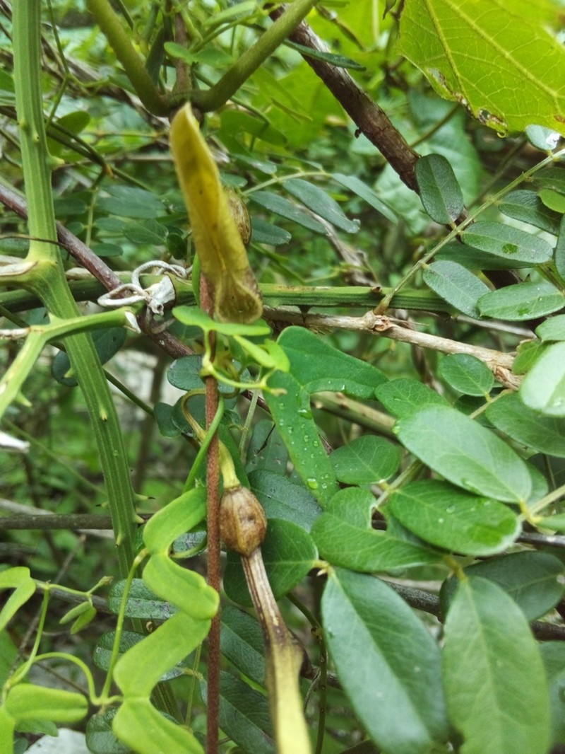 Aristolochia bonettiana photo 6