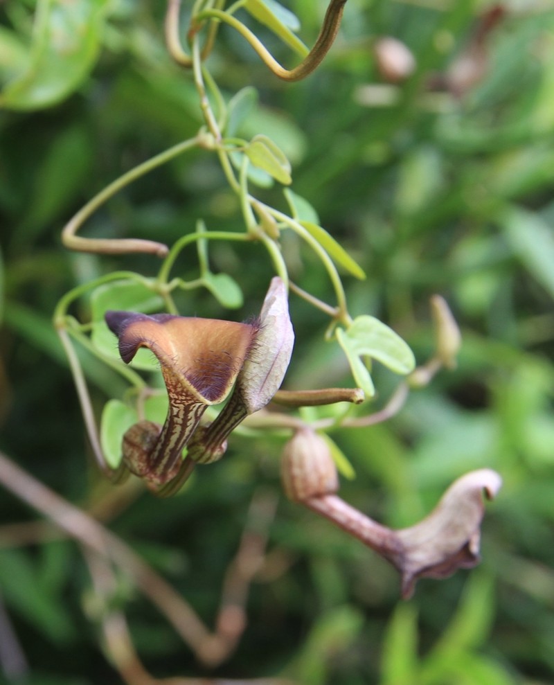 Aristolochia bonettiana photo 7