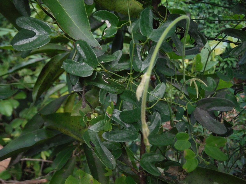 Aristolochia bonettiana photo 8