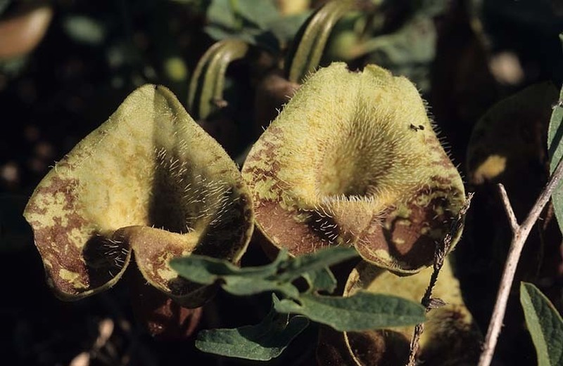 Aristolochia bottae photo 2