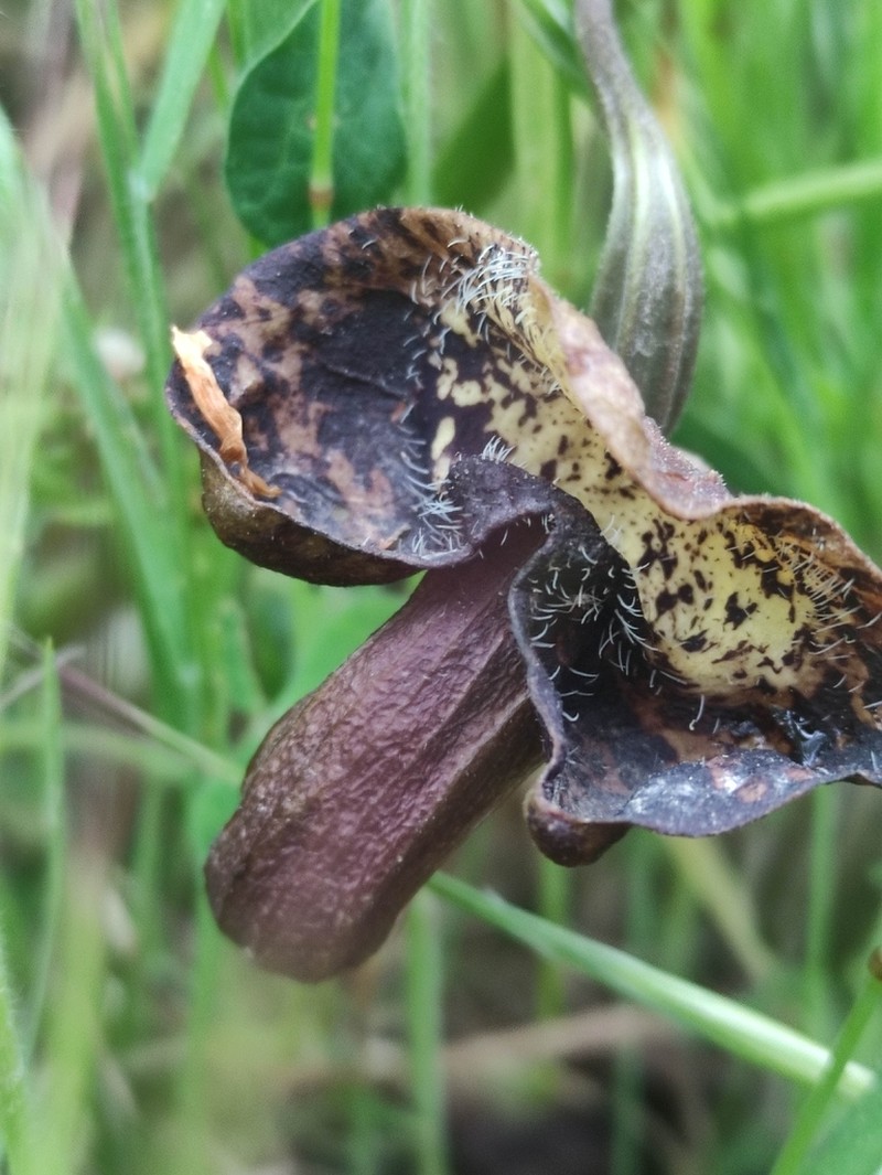 Aristolochia bottae photo 3