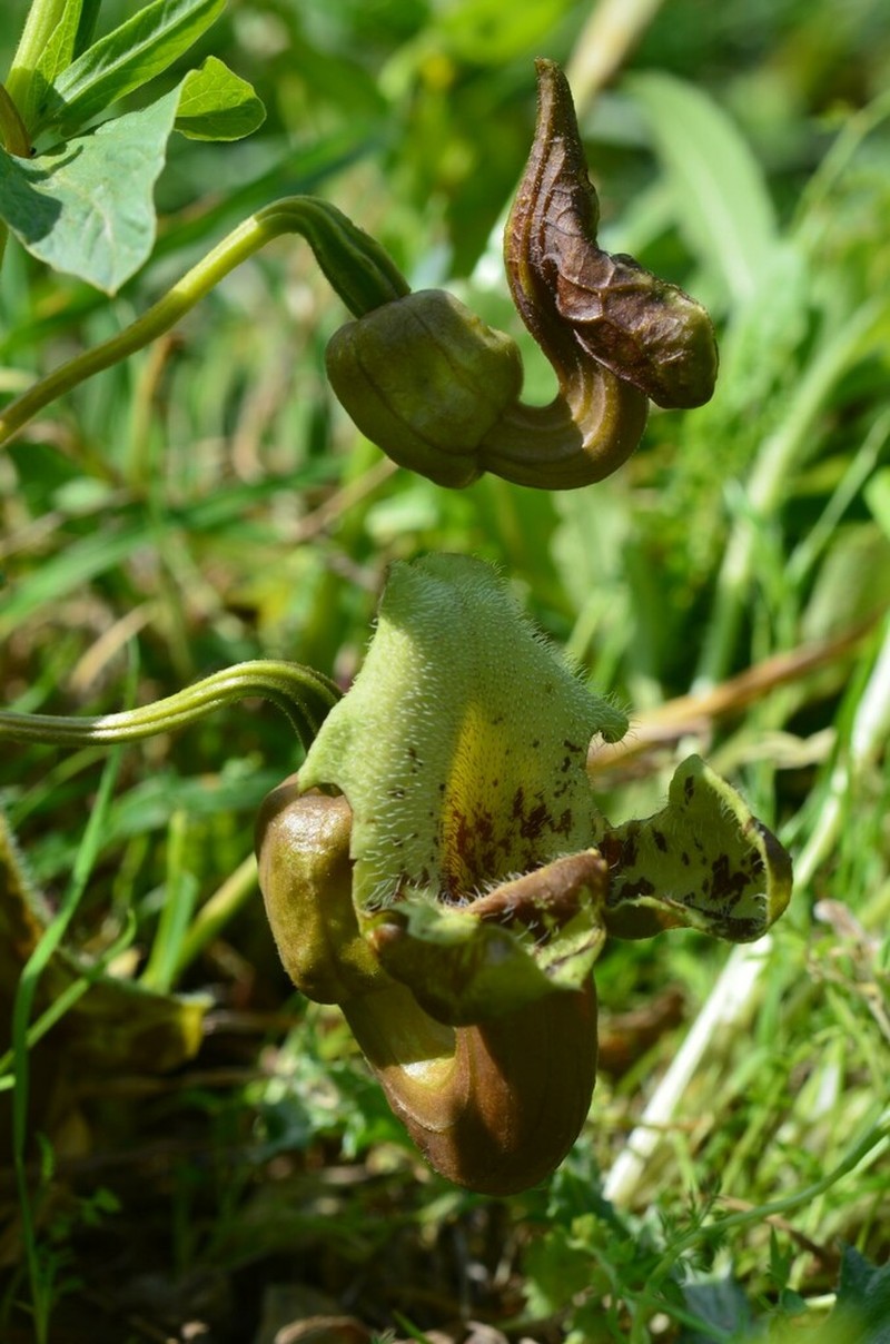 Aristolochia bottae photo 4