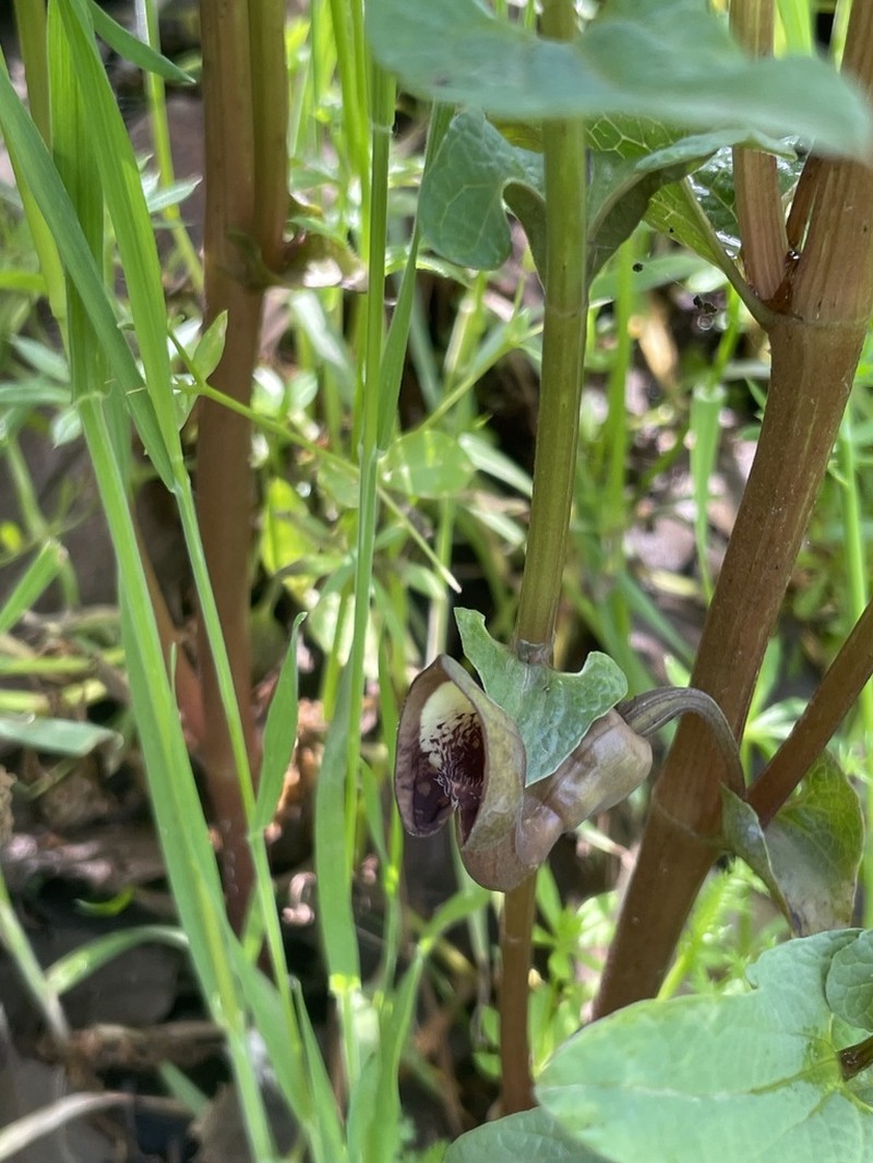 Aristolochia bottae photo 5