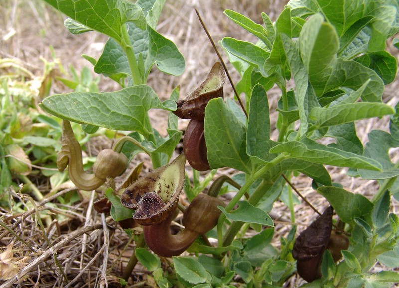 Aristolochia bottae photo 7