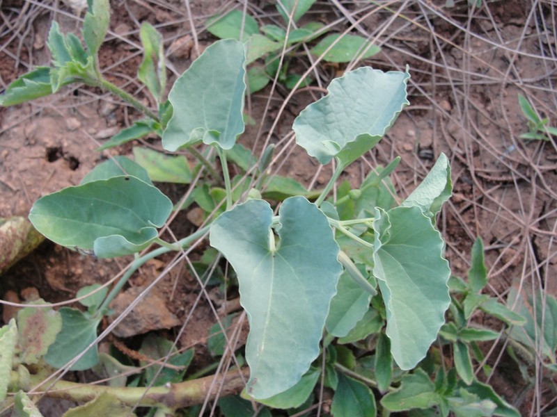 Aristolochia bracteolata